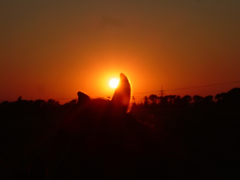 Pferdeohr in der Sonne