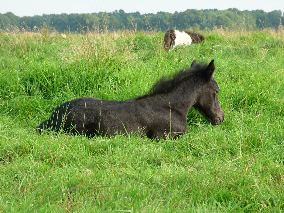 im Gras relaxen