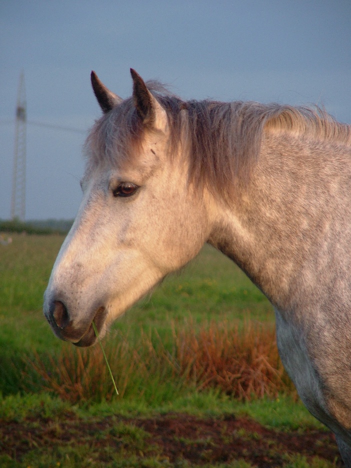 Nickerchen mit Grashalm im Maul