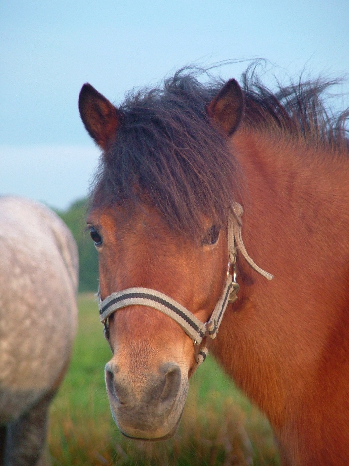 Flicka will auch Sonne