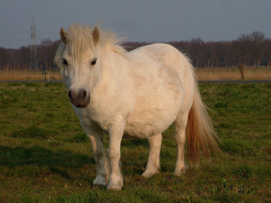 Lotti mit Fohlen im Bauch