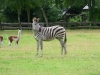 Zebra guckt