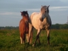 Ginger und ihr Freund